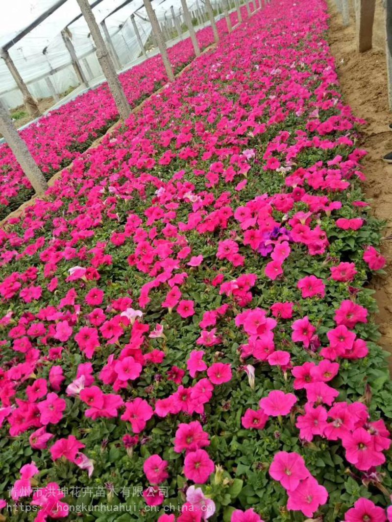 时令草花:扮靓四季的秘密武器