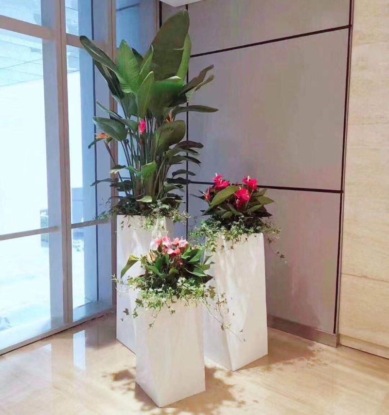 绿意盎然:盆景出租在城市生活中的应用
